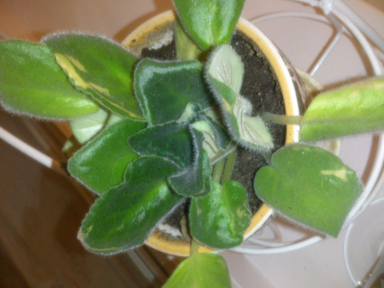 мои зелёные друзья!