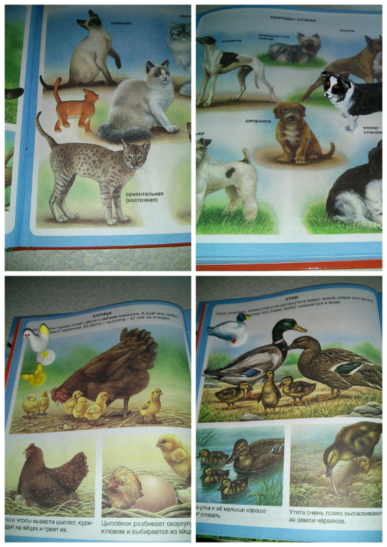 Наши игры с животными)