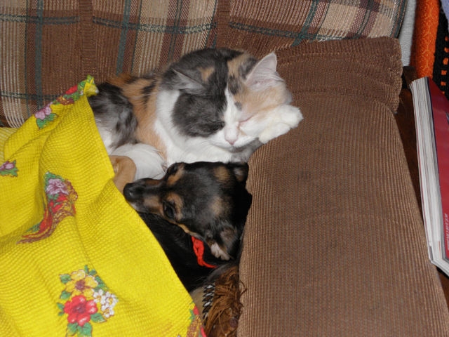 Моё зверьё любимое.........