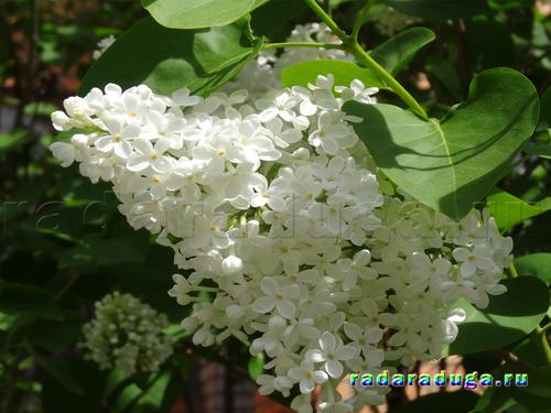 Ландыш и сирень. Творчество.