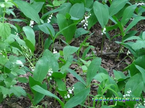 Ландыш и сирень. Творчество.