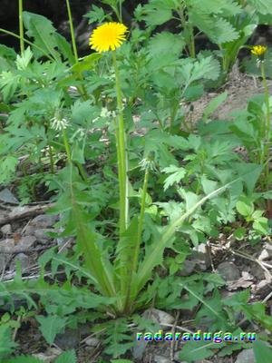 Тематическое занятие Одуванчик