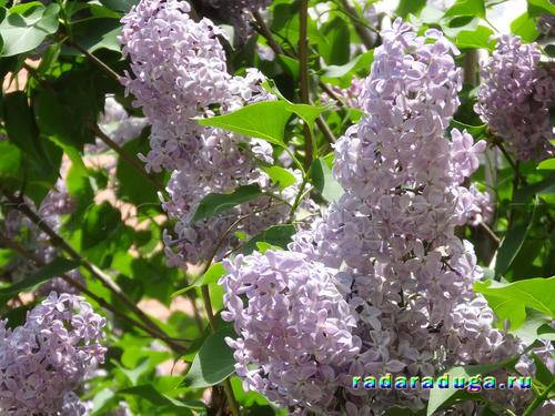 Ландыш и сирень. Творчество.