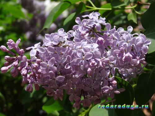 Тематическое занятие. Ландыш и сирень. Творчество