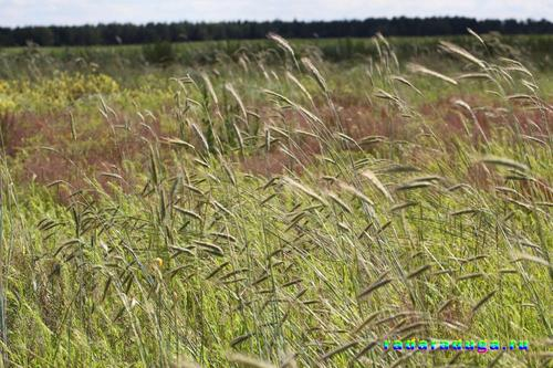 Цветочное творчество
