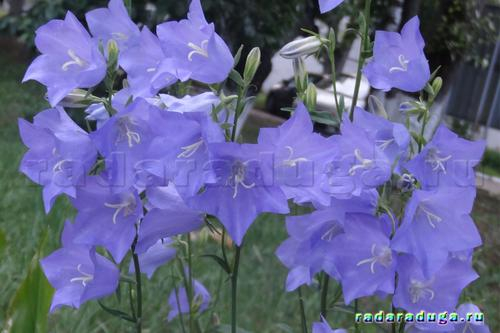 Цветочное творчество