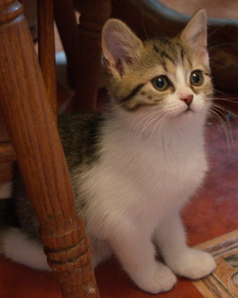 Отдаем котят в добрые руки