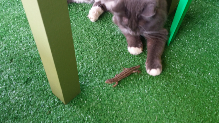 Как котэ на даче отдыхают)