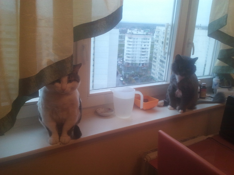 Сегодня день, помеченный котами!...смейтесь на здоровье!