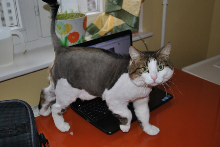 побрили котегов..вот..