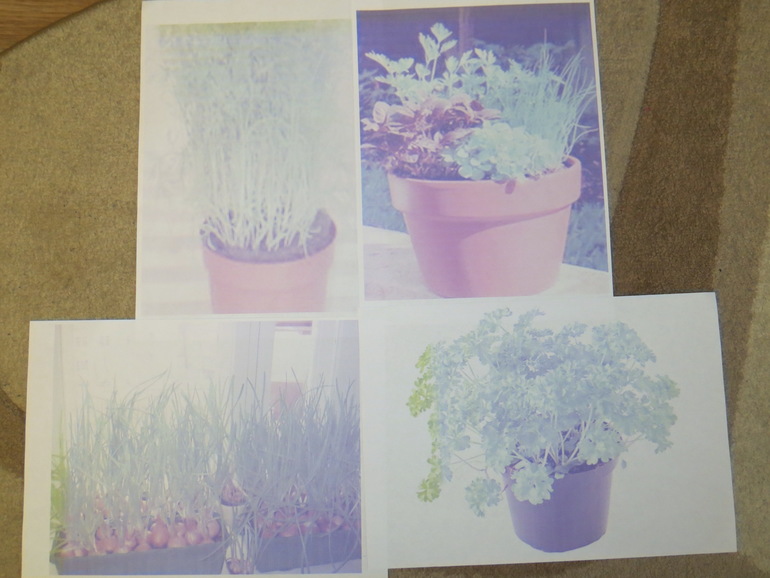 ТН "Как растут овощи" Отчет день 5