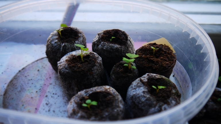 Мои клубнички )