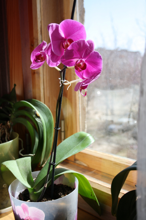Начала цвести орхидея. Орхидея не цветет. Начало цветения орхидеи. Зацветание орхидеи. Когда цветет Орхидея.