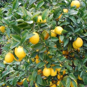 Продам укорененные черенки цитрусовых