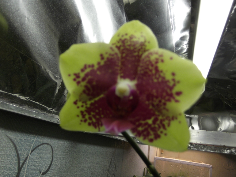 Продаются орхидеи - от 300 руб.