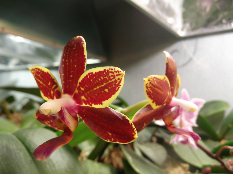 Продам орхидеи