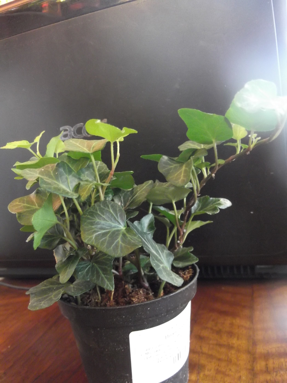 Скажите, как его зовут?)))