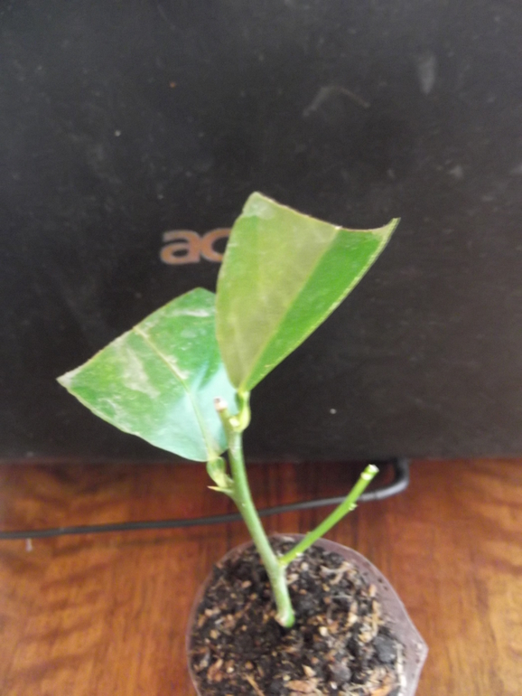 Продам укорененные черенки цитрусовых