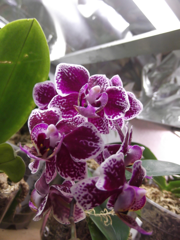 Продаются орхидеи - от 300 руб.