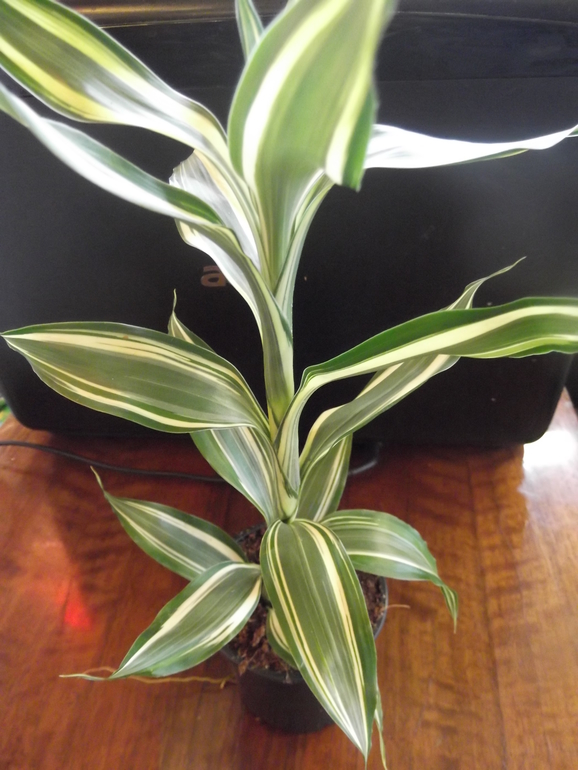 Скажите, как его зовут?)))