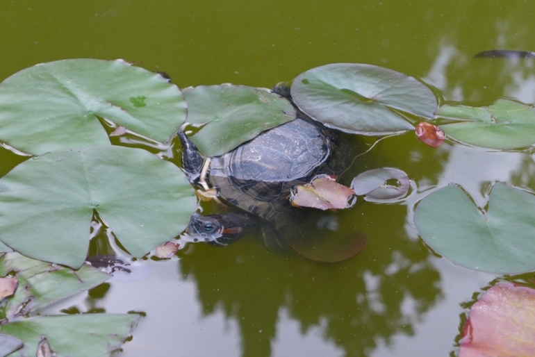 Ялта, Крым. КОК Россия