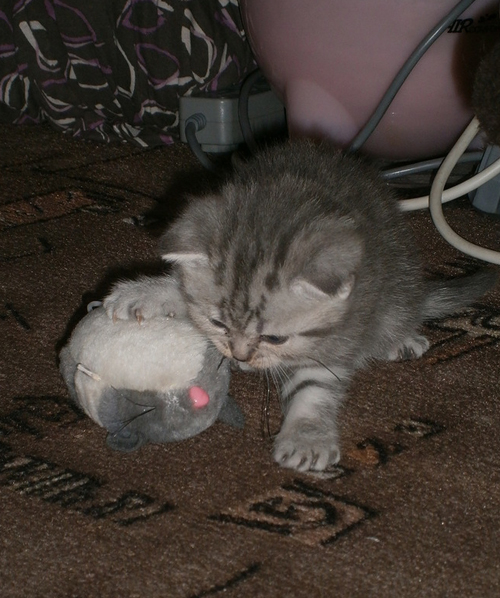 Крошки-страйты из рекламы Вискас = )