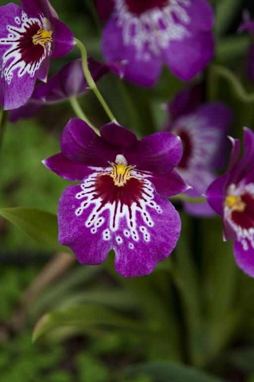 Утопия,парк орхидей в кибуце Бахан.