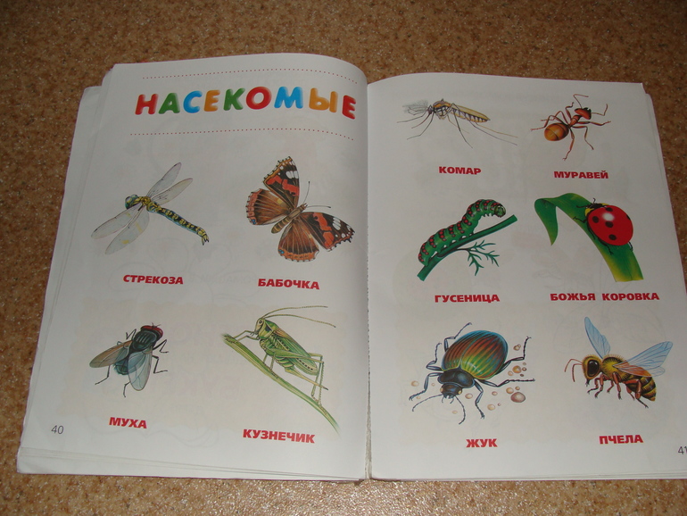 ТН Насекомые. День второй - божья коровка