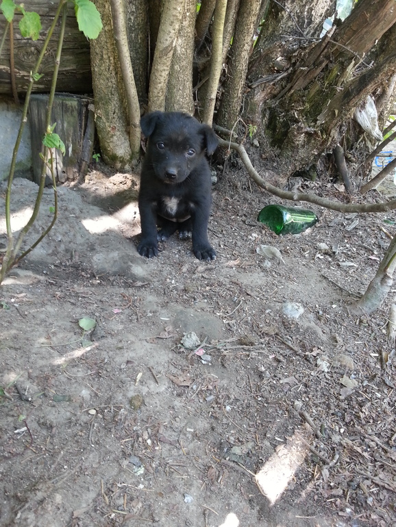 ОЧЕнЬ НУЖНА ПОМОЩЬ! ПОМОГИТЕ !