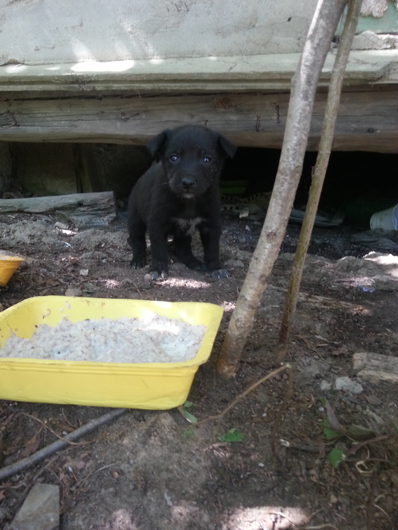 ОЧЕнЬ НУЖНА ПОМОЩЬ! ПОМОГИТЕ !