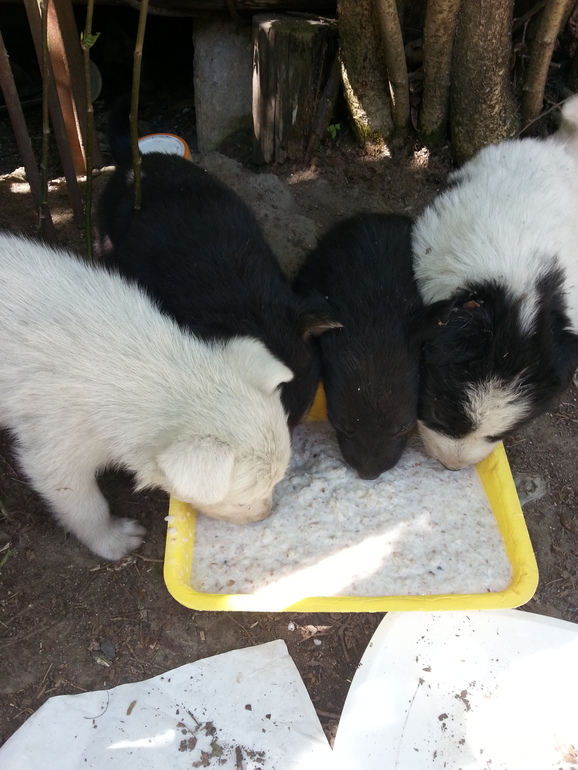 ОЧЕнЬ НУЖНА ПОМОЩЬ! ПОМОГИТЕ !