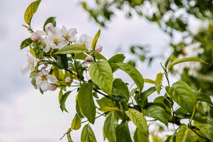 С ветерком по Nova Scotia