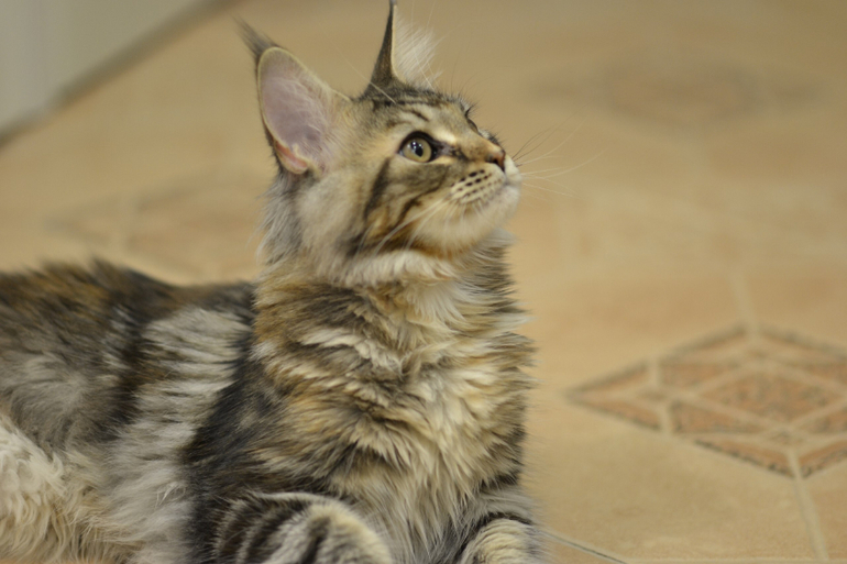 Подрощенные котята мейн-кун, питомник, Санкт-Петербург