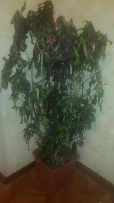 подскажите че делать? как ухаживать?