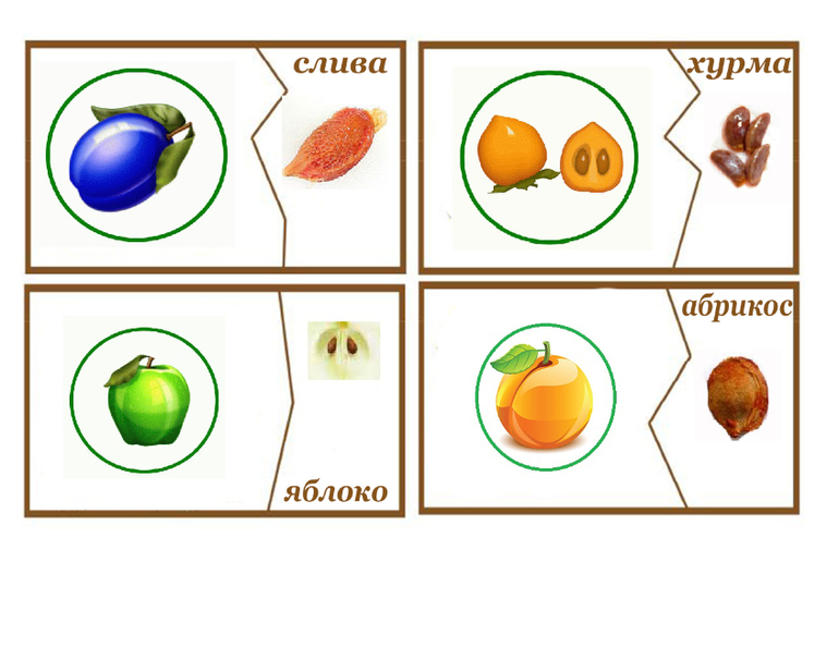 Игра пара фруктов. Игра чьи семена. Дидактическая игра чьи плоды. Игра чьи семена для детей. Дидактическая игра чье семечко.
