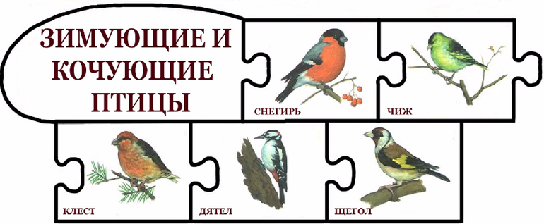 Собери птицу. Математические пазлы зимующие птицы. Собери пазл зимующие птицы. Пазлы зимующие птицы. Разрезные пазлы для детей зимующие птицы.