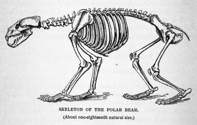 Скелет медведя рисунок