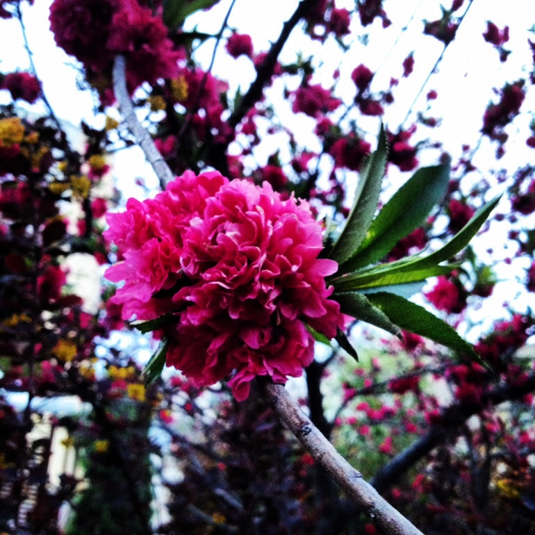 Моя весна...