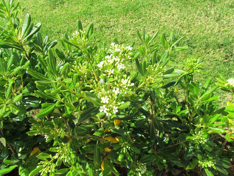 КРИТ. Митсис ЛАГУНА. Фото.