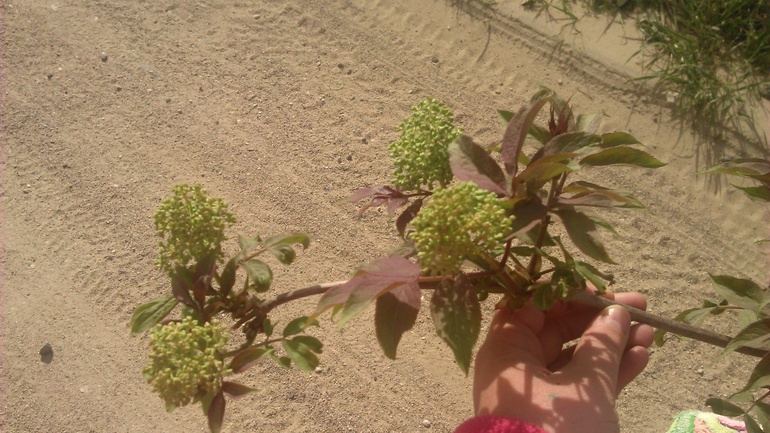 как называется дерево?