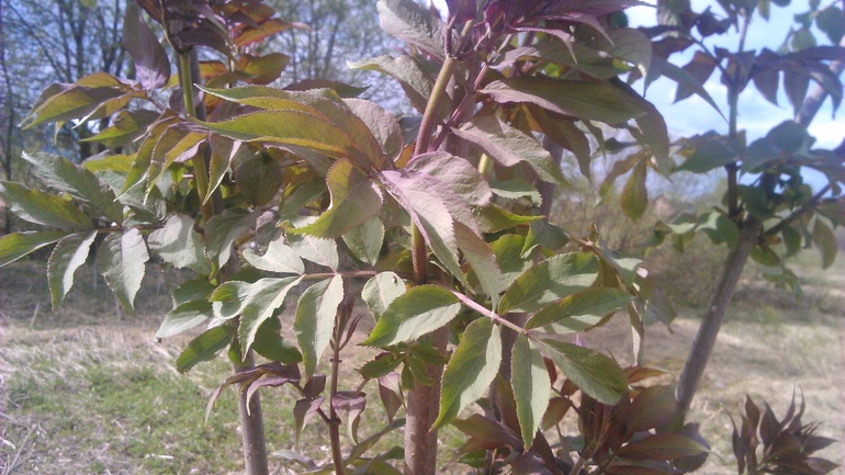 как называется дерево?