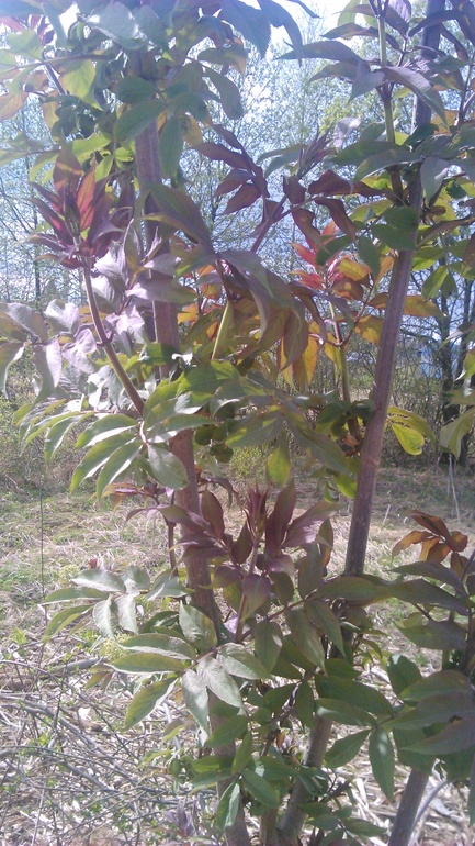 как называется дерево?