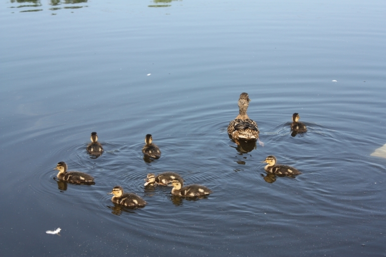 Мать героиня))8 деток)))