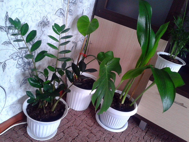 Мои цветочки и вопросы к ним ... 2