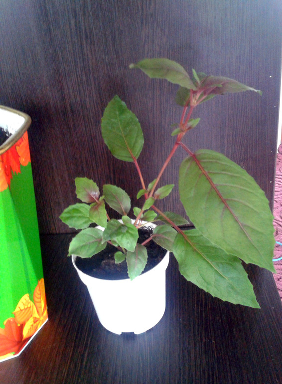 Мои цветочки и вопросы к ним ... 2