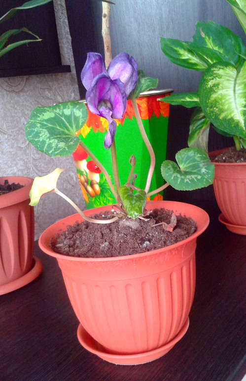 Мои цветочки и вопросы к ним ... 2