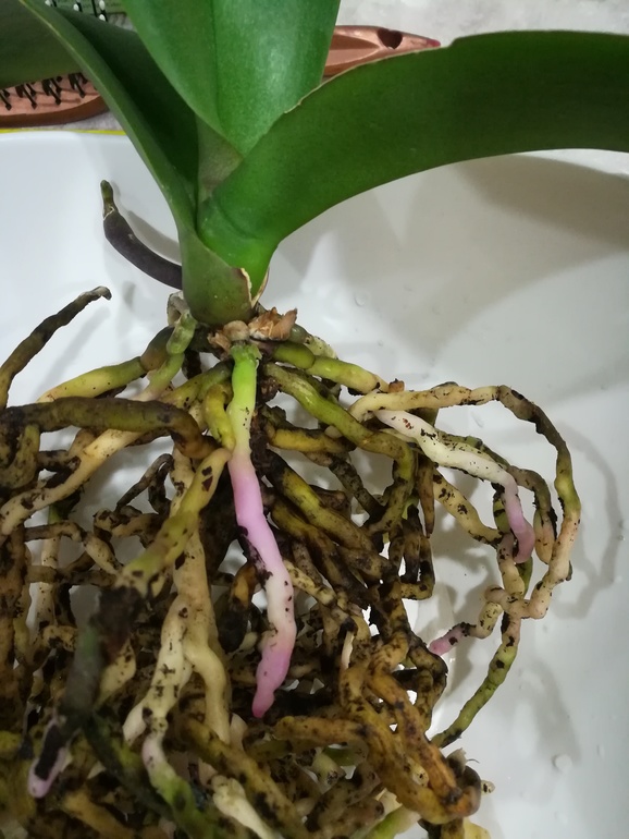 Плохие корни у орхидеи фото