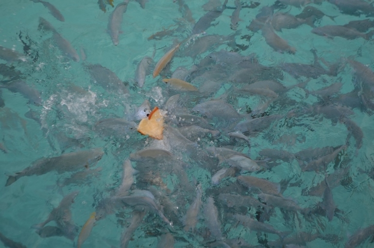 Хороший отель, очаровательное море и скучное питание!