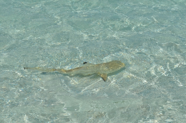 Хороший отель, очаровательное море и скучное питание!