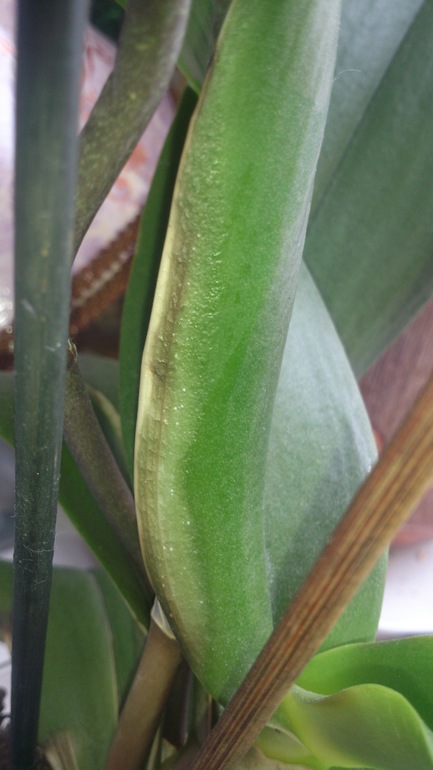 помогите, подскажите!!